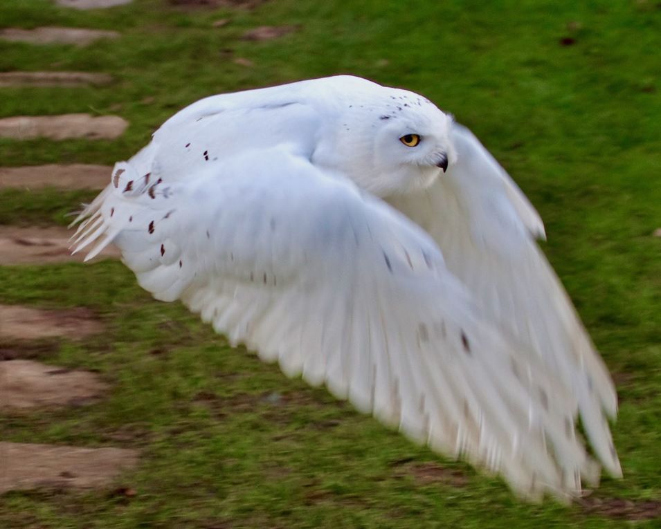 Snowy Owl in Flight by Tony Hisgett is licensed under CC BY 2.0.